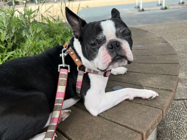 院長の愛犬！　宇都宮市　とば整骨院